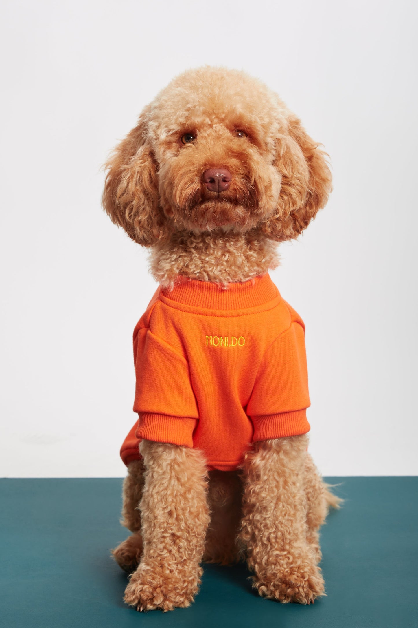 
                  
                    Turuncu Köpek Sweatshirt - 'Whatever' Sloganlı
                  
                