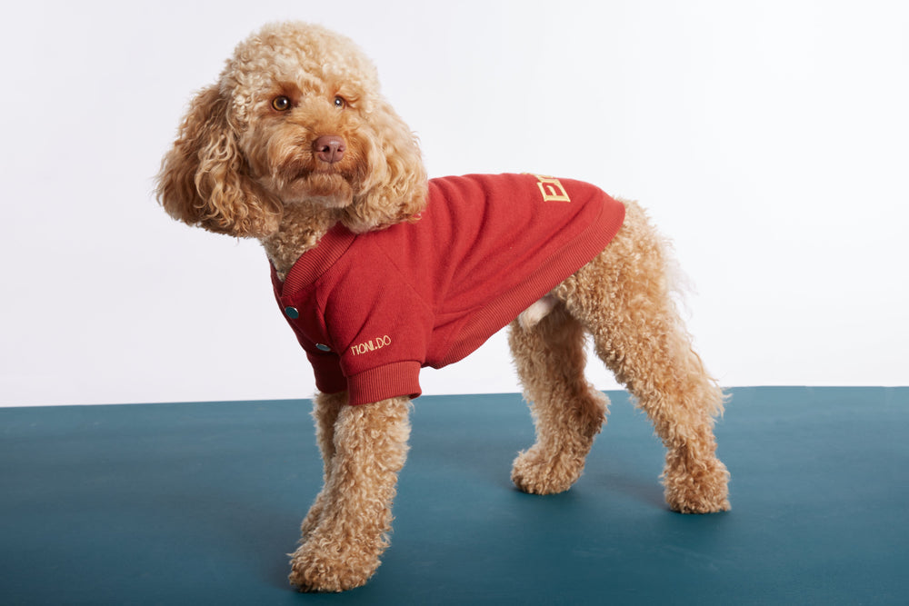 
                  
                    Kırmızı Köpek Kolej Ceketi - "Enjoy" Sloganlı
                  
                